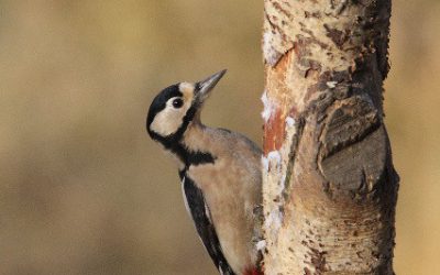 Indoor Meeting : A Season with Woodpeckers