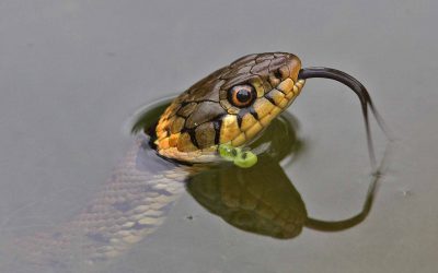 Outdoor Meeting: Hampton Nature Reserve: This meeting has been cancelled