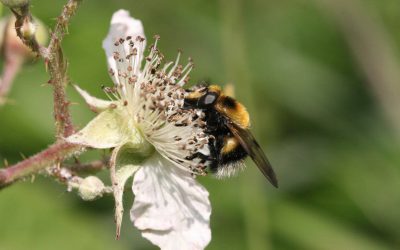 Outdoor Meeting : The Allerton Project, Loddington