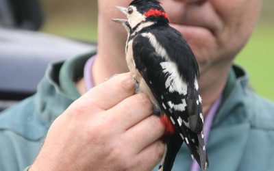 Indoor Meeting: AGM followed by Bird Migration and Ringing