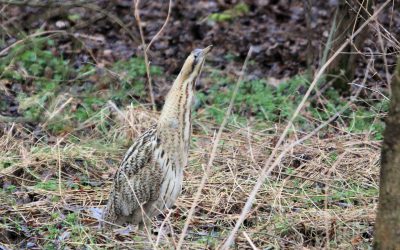 Outdoor Meeting : Eyebrook Reservoir Winter Wildfowl