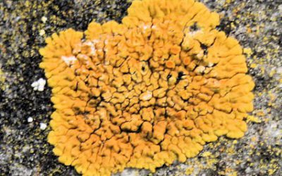 Outdoor Meeting : Lichens in churchyards