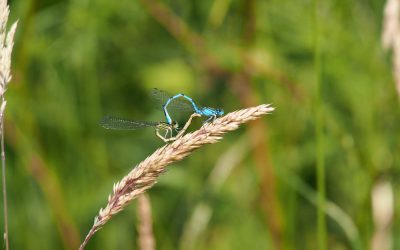 Indoor Meeting:  A year in the life of a wildlife photographer