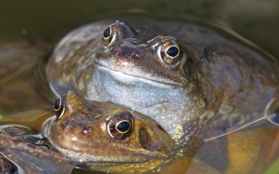 Indoor Meeting: Froglife