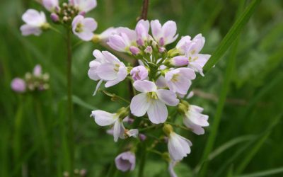 Outdoor Meeting: Flora of Cossington Meadows: This meeting has been cancelled