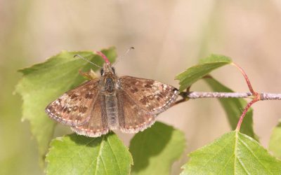 Outdoor Meeting : Ketton Quarry