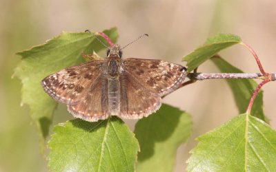 Outdoor Meeting: Holwell Nature Reserves