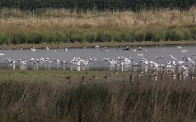 Outdoor Meeting: Eyebrook Reservoir