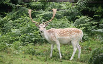 Outdoor Meeting: Fallow Deer at Belton Park