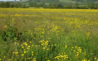 Farm walk at Fairchilds Lodge, Caldicott – 11th June