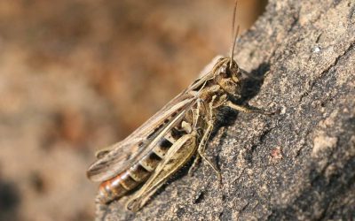 Outdoor Meeting: Family Bug Hunt: This meeting has been cancelled