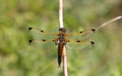 Indoor Meeting : Dragonflies