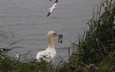 Indoor Meeting: Goshawks to Humpbacks