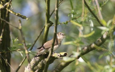 Outdoor Meeting: Migrant birds of Tunnely Wood: This meeting has been cancelled