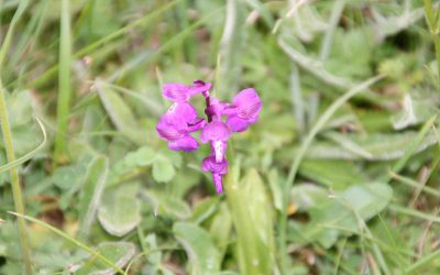 Outdoor Meeting : A Green-Winged Spring Meadow