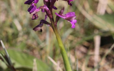 Outdoor Meeting: Cribb’s Meadow