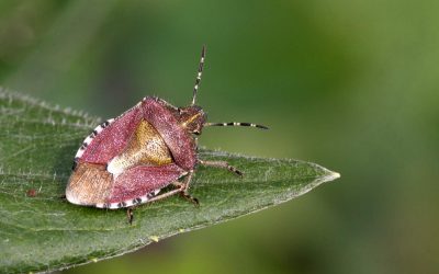 Indoor Meeting: Buglife