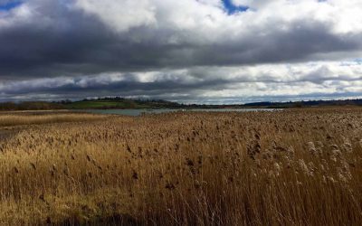 Egleton Reserve, wildfowl – 21st february 2016