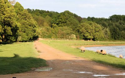 Outdoor Meeting: Winter Walk at Hambleton