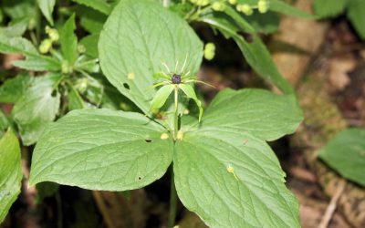 Outdoor Meeting: Priors Coppice