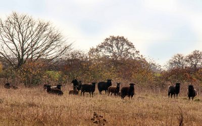 Outdoor Meeting: Swaddywell Pit