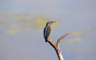 Outdoor Meeting: King’s Dyke Nature Reserve