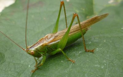 Workshop: Insects, including Orthoptera