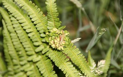 Outdoor Meeting: Plant Galls at Burley Wood