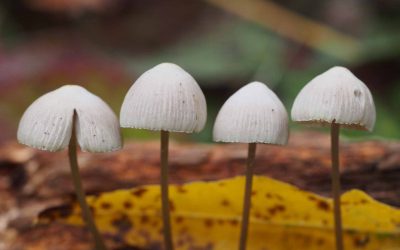 Fungal Foray at Clipsham Yew Tree Wood