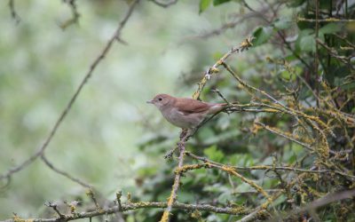 Indoor Meeting: Nightingales