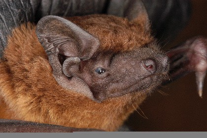 Noctule portrait web