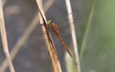 Outdoor Meeting : Dragonflies at Wicken Fen