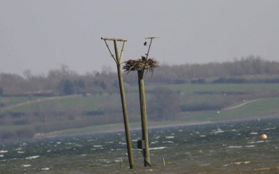 Outdoor Meeting : What’s happening at Rutland Water?