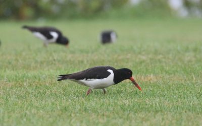 Outdoor Meeting: Frampton Marsh, The Wash