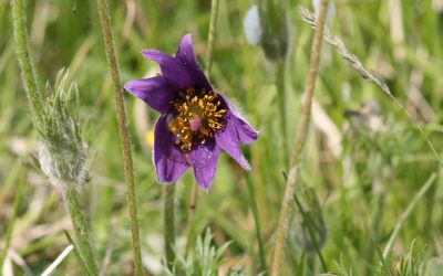 Outdoor Meeting : Barnack Hills and Holes – Pasque flowers