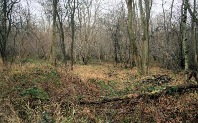 Outdoor Meeting: Woodland walk early arrivals at Pickworth Wood