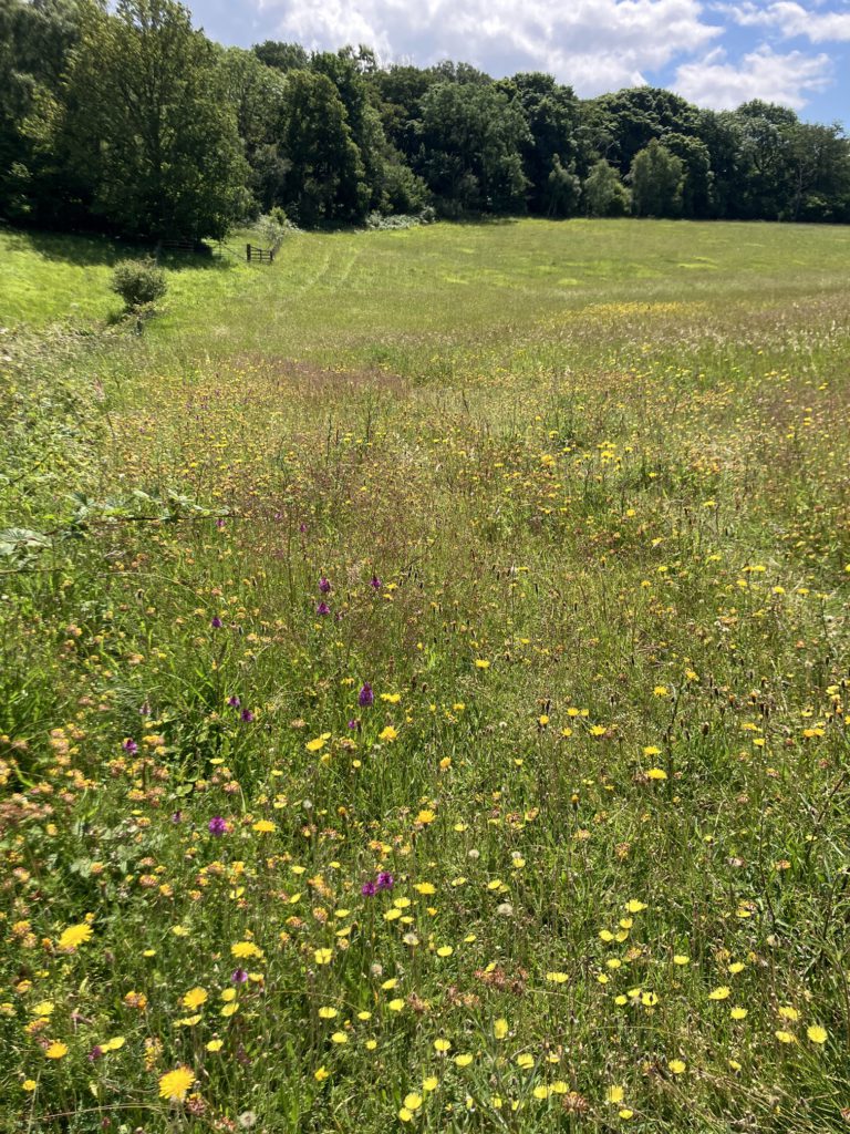 Robert's Field in late June