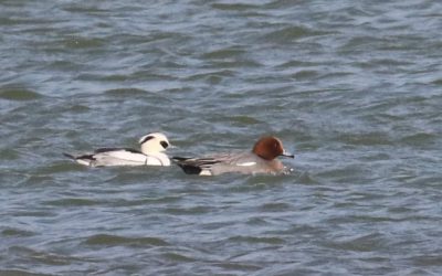 Outdoor Meeting: Migrant Birds Rutland Water