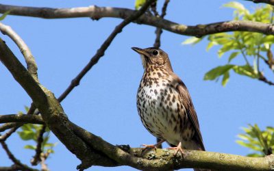 Outdoor Meeting: Dawn Chorus in Burley Wood