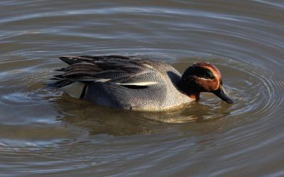 Outdoor Meeting : Birds at RSPB Frampton Marsh CANCELLED