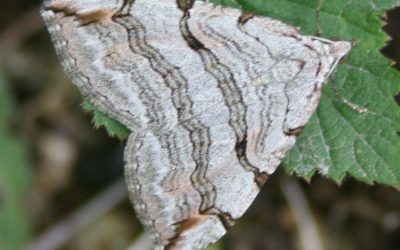 Moth trapping at Clipsham Quarry