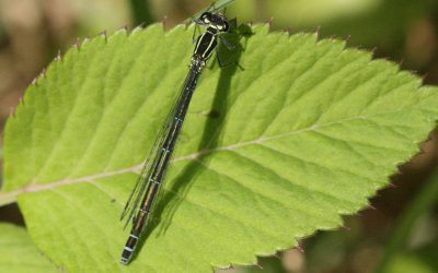 Outdoor Meeting: Grantham Canal