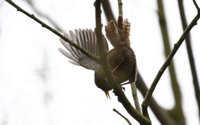 Outdoor Meeting : Dawn Chorus in Burley Wood requires an early start