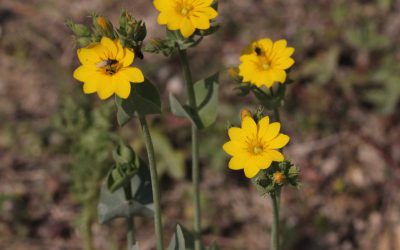 Outdoor Meeting : Clipsham Quarry and Roberts Field