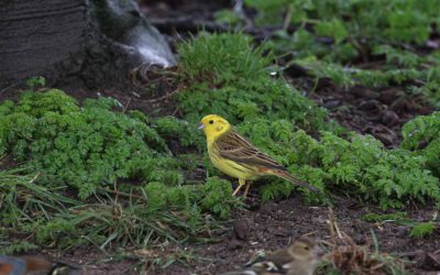 Outdoor Meeting: Winter Birds at Vine House Farm