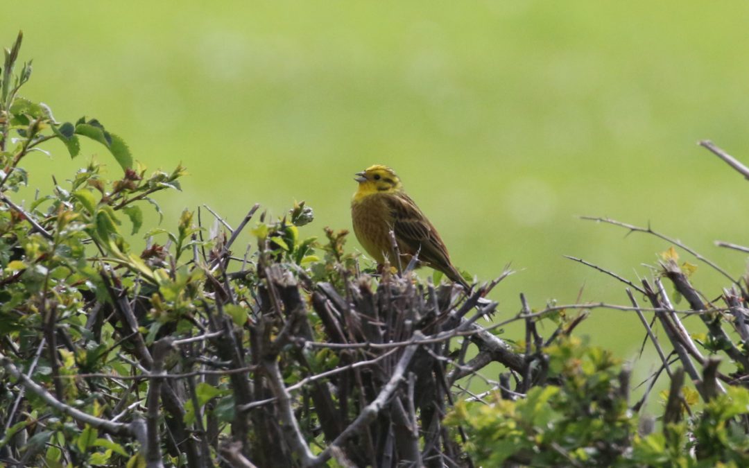 Yellowhammer