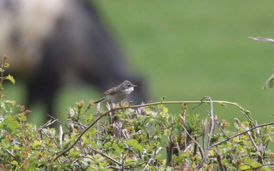 Common Whitethroat