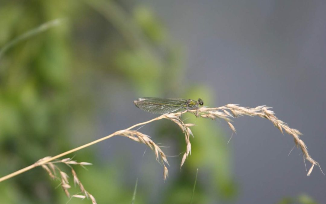 Banded-Demoiselle-femaleJM