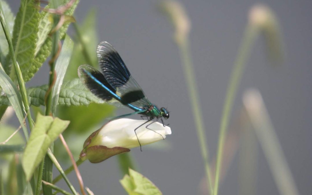 Banded-Demoiselle-male2JM