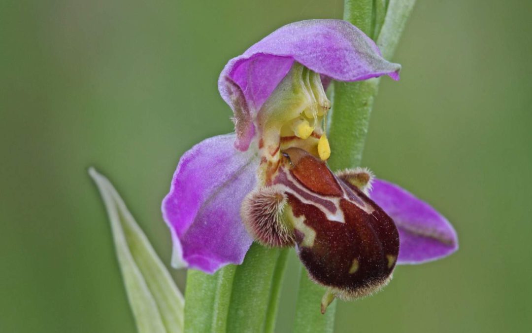 Bee-orchid_3KR